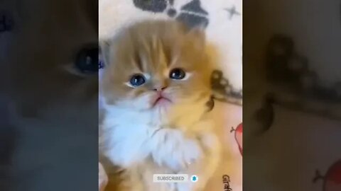 cute cat videos 😹 funny videos 😂 959 😻#shorts #shortsfunny #cutecat #catvideos #cats #catscare #cat