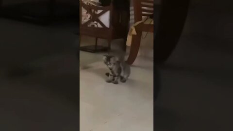 New Farlight 84 Syfer شخصية اصبحت خارقة