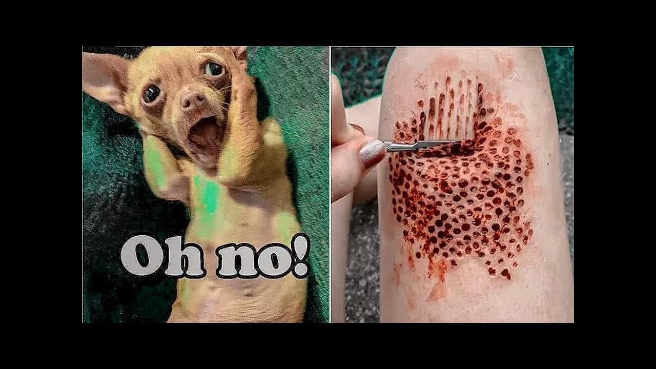 Funniest Videos 2022😂Funny Cats🐱and Dogs😺Part #2 || @funny cat and dog