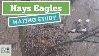 Hays Eagles Mating this morning 8:18 8:38 10:21AM1.2.22