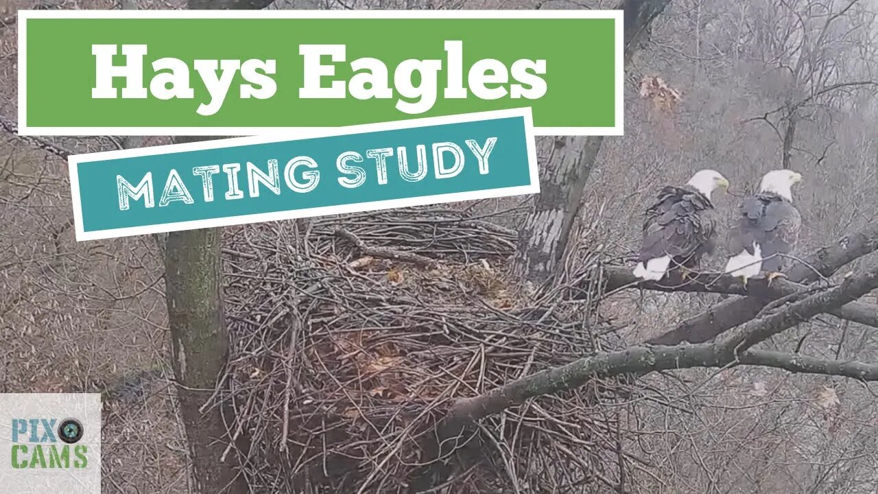 Hays Eagles Mating this morning 8:18 8:38 10:21AM1.2.22