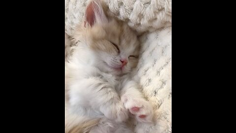 Cute cat Eating strawberry