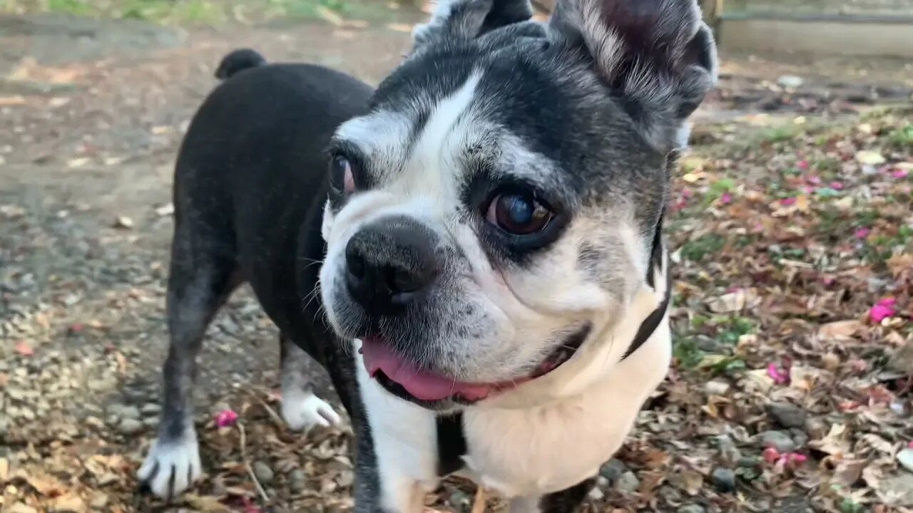 A Walk Through the Park with Spunky