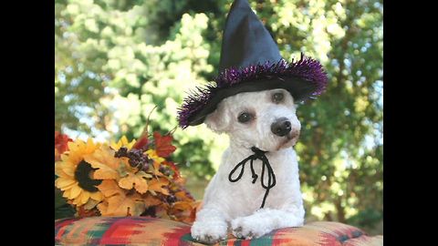 The Uzoo Gallery: Halloween Pet Costumes