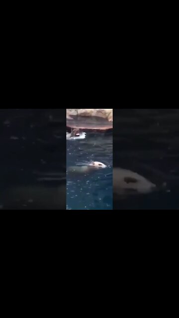 Seal torpedo #shorts