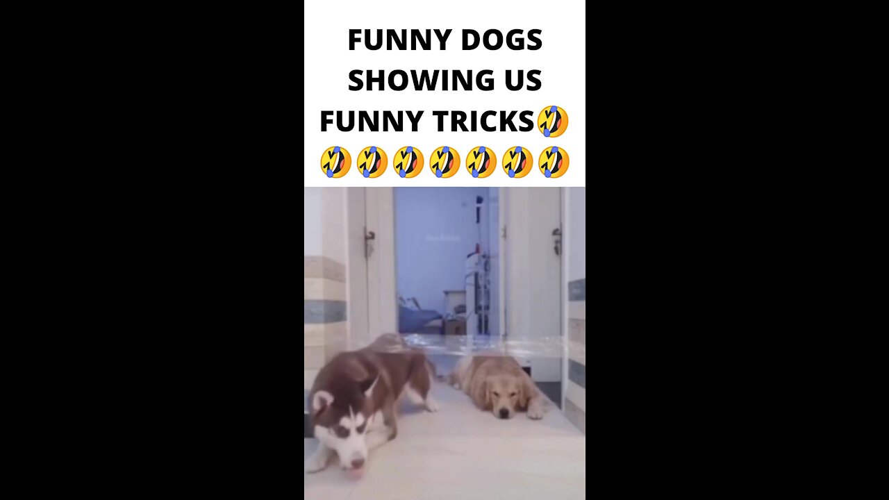 FUNNY DOGS SHOWING US FUNNY TRICKS