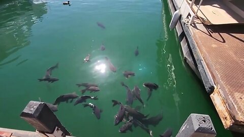 Lake Powell | Duck and Fish