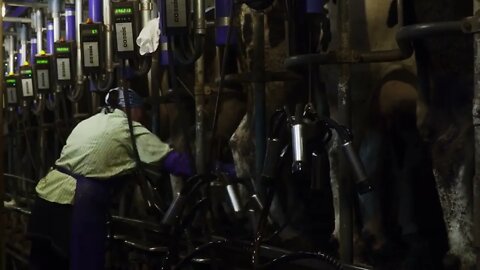 Female farmer working in the barn