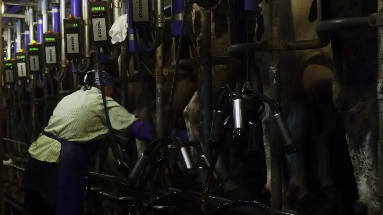 Female farmer working in the barn