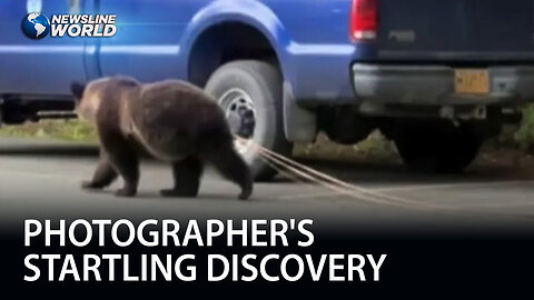 Bear spotted strolling with massive 30-foot tapeworm goes viral