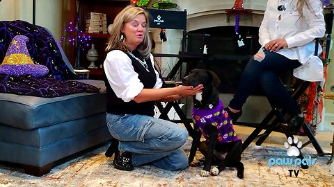 Paw Pals TV: Kat Lloyd & Lisa Moran features Cole, now ready for adoption!