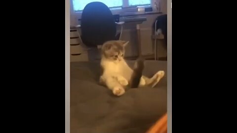 Funny Cat Videos - Only Fun #2