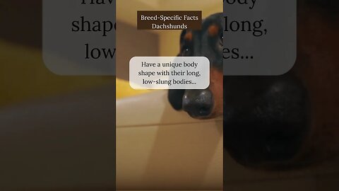 Delightful Facts about Dachshunds