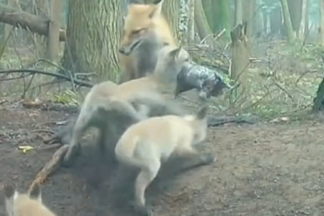 Mother fox feeding her kits day and night