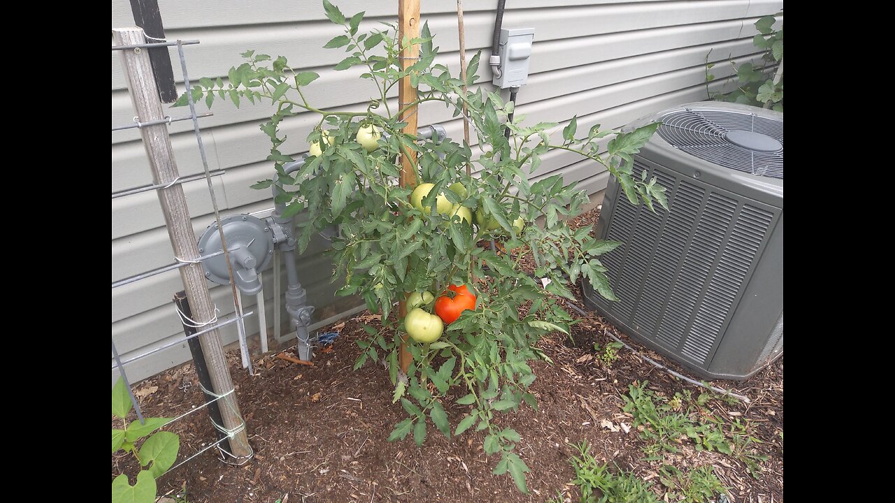 Harvesting Our First Tomato 7/13/23