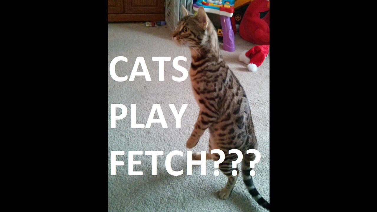 Cat plays fetch with pencil
