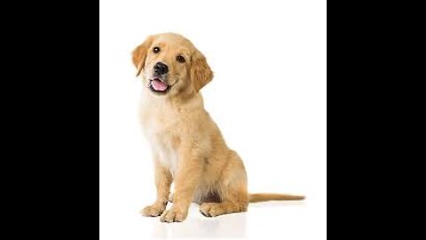 TRY NOT TO LAUGH __ FUNNY ANIMAL VIDEO