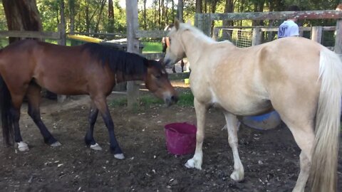 Feeding the girls. Made changes to the routine that manages Dyani's choke