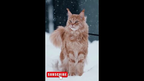 Cute cat