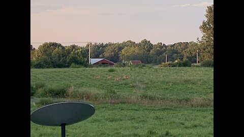 Snow Camp deer playing and feeding in the field