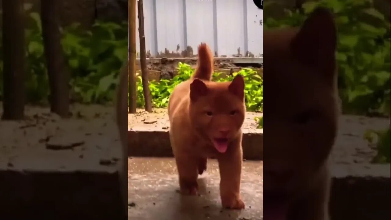 How cute 😂❤️ please get this viral | #viral | #funnydogs | #trending | #shorts
