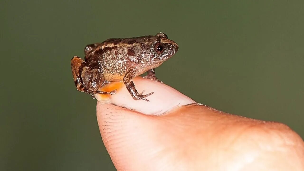 Menor Rã do Mundo (Paedophryne amauensis)