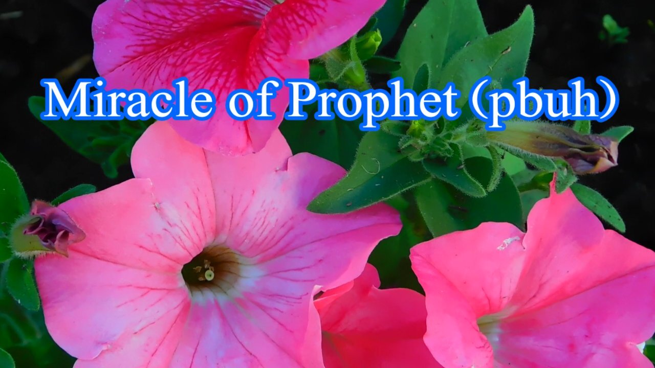 Miracle of Prophet (pbuh), islamic