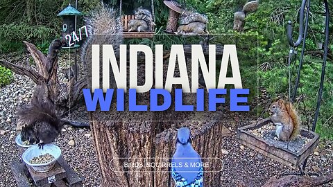 LIVE 24/7 Indiana Birds, Squirrels and Wildlife Feeder Cam