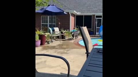 Protective dog always puts herself between kids and pool.🐕🐾🧒👼❤️