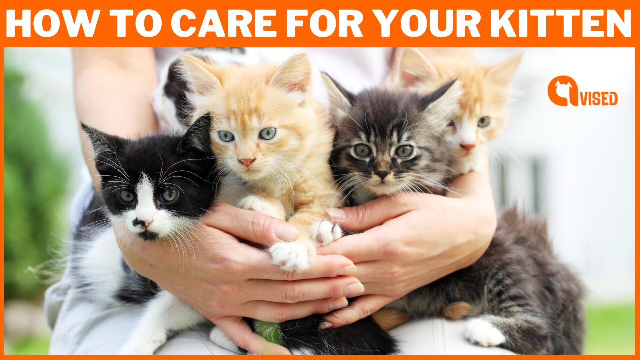 How to Care for Your Kitten: Expert Tips for a Happy, Healthy Feline Friend | Animal Vised