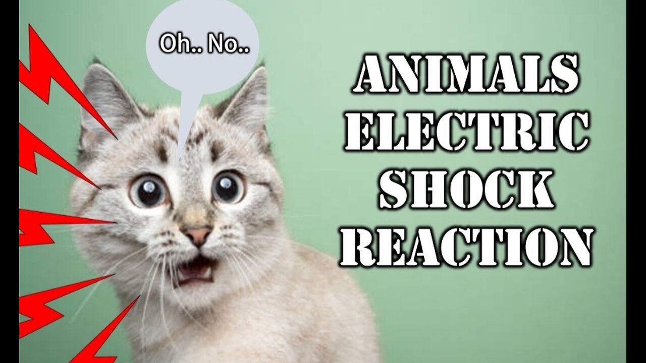 Animal getting Shocked with funny sound effects 😂😃