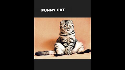 Funny Cat