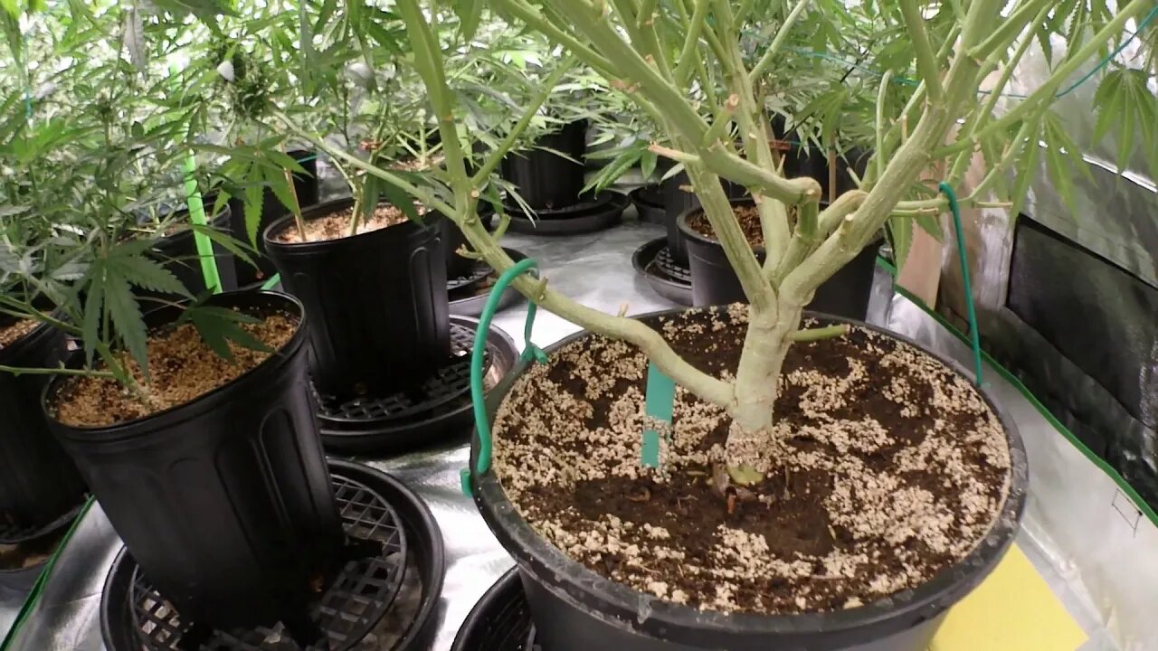 Mixjoy GL4000d Week6 Flowering 8x8 Tent GreenPotion