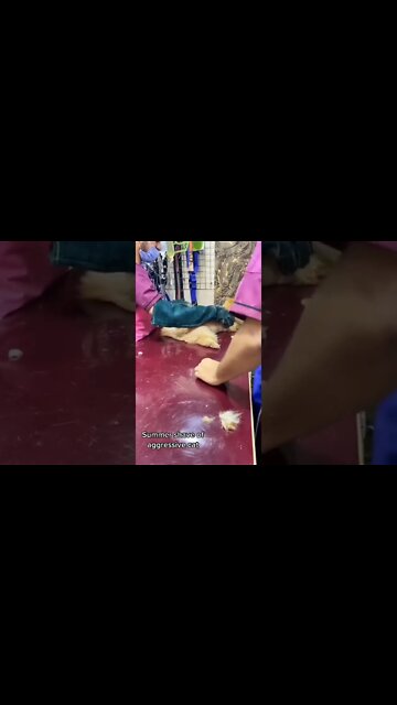 Summer Shave of Agressive Cats#persiancats #aliyanwets #multan #summer #shave #shorts #youtubeshorts