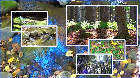 A Walk in the Forest to Clear my Mind