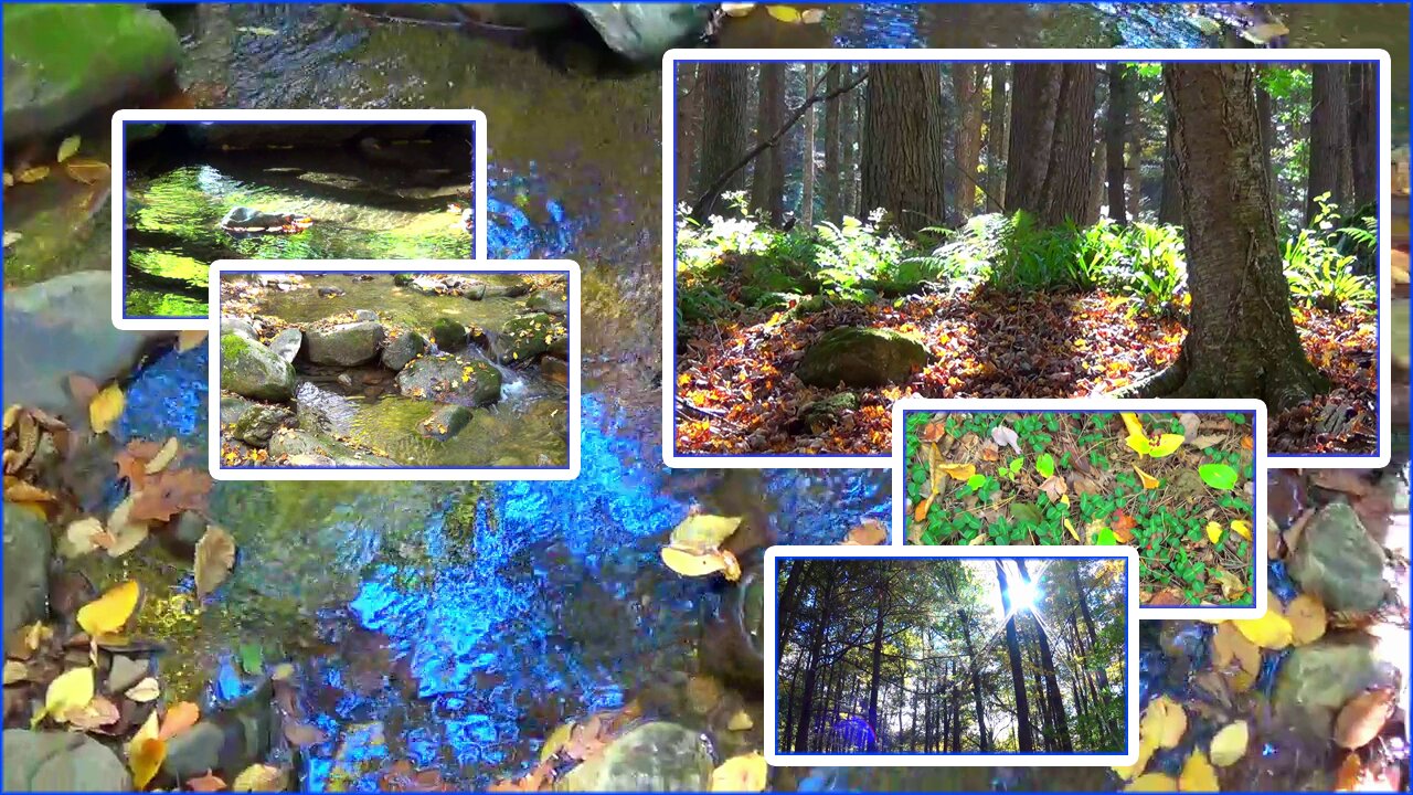 A Walk in the Forest to Clear my Mind