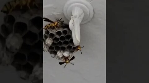 Someone told me they look like this right before they attack, right?