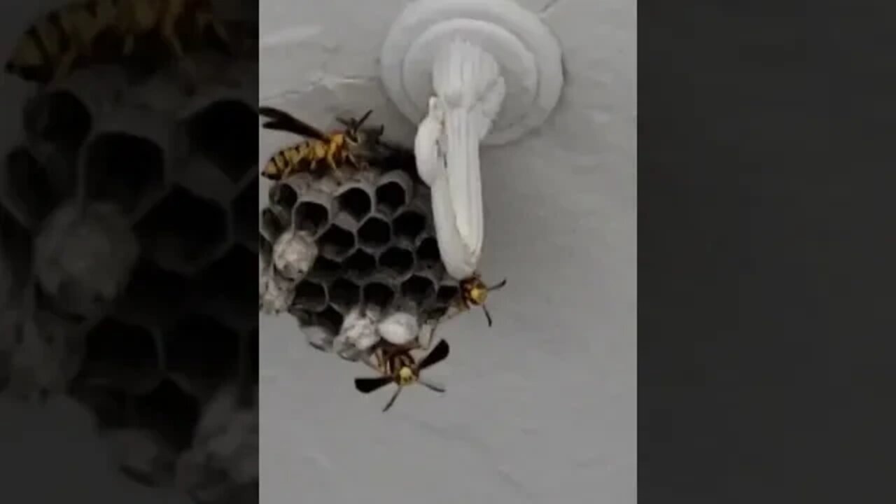 Someone told me they look like this right before they attack, right?