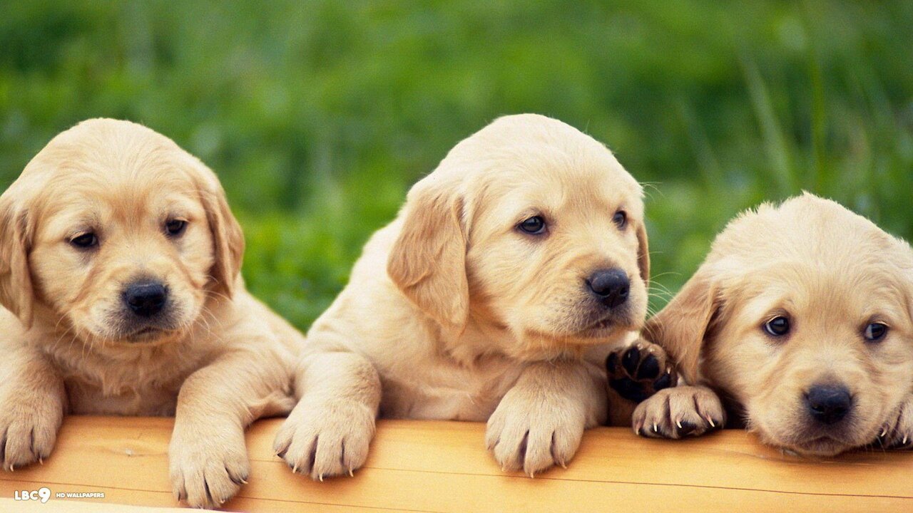 Labrador Puppies Playing