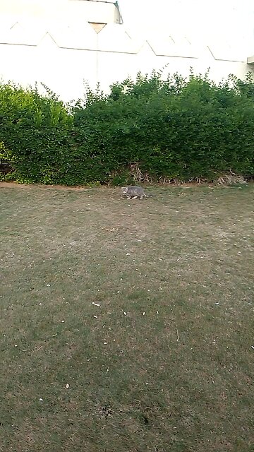 Brown Shape Cat Lover Saudia Arbia