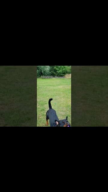 My fault 🤣 rottweiler lands on me! #shorts #rottweiler #dogs