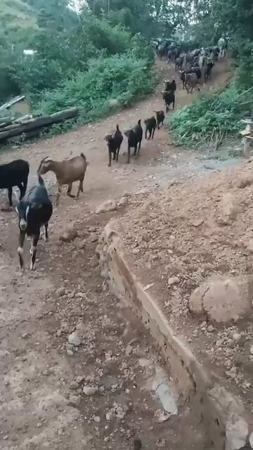 Village Life of gost