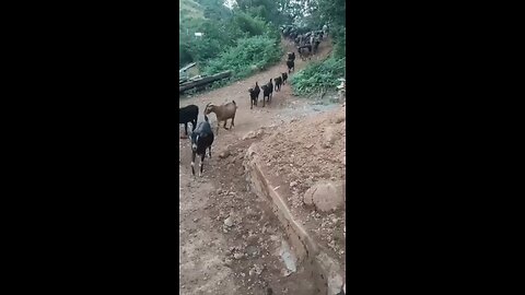 Village Life of gost