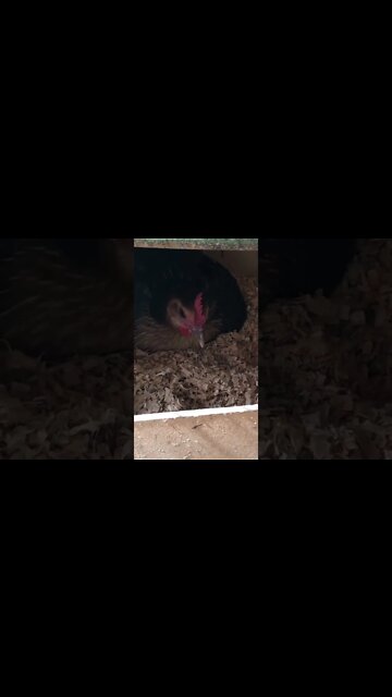 Australian pit game bantam first time broody