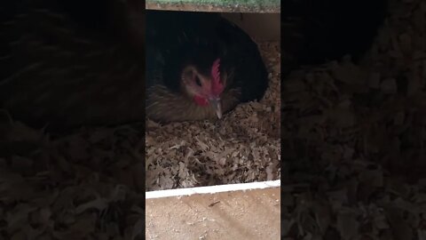 Australian pit game bantam first time broody