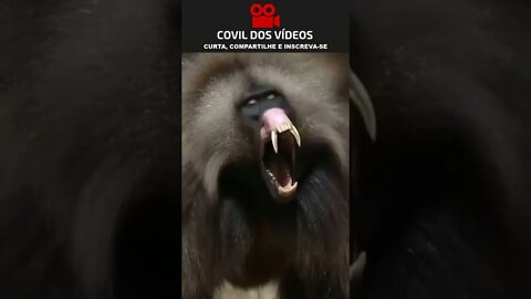 Alguém sabe o nome do dentista dele?