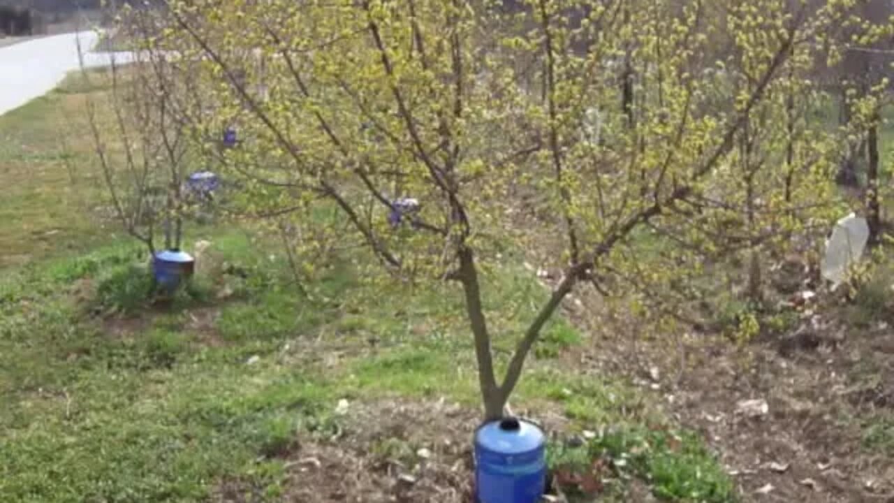 Ανθισμένες Κρανιές και πότισμα με σταγόνες