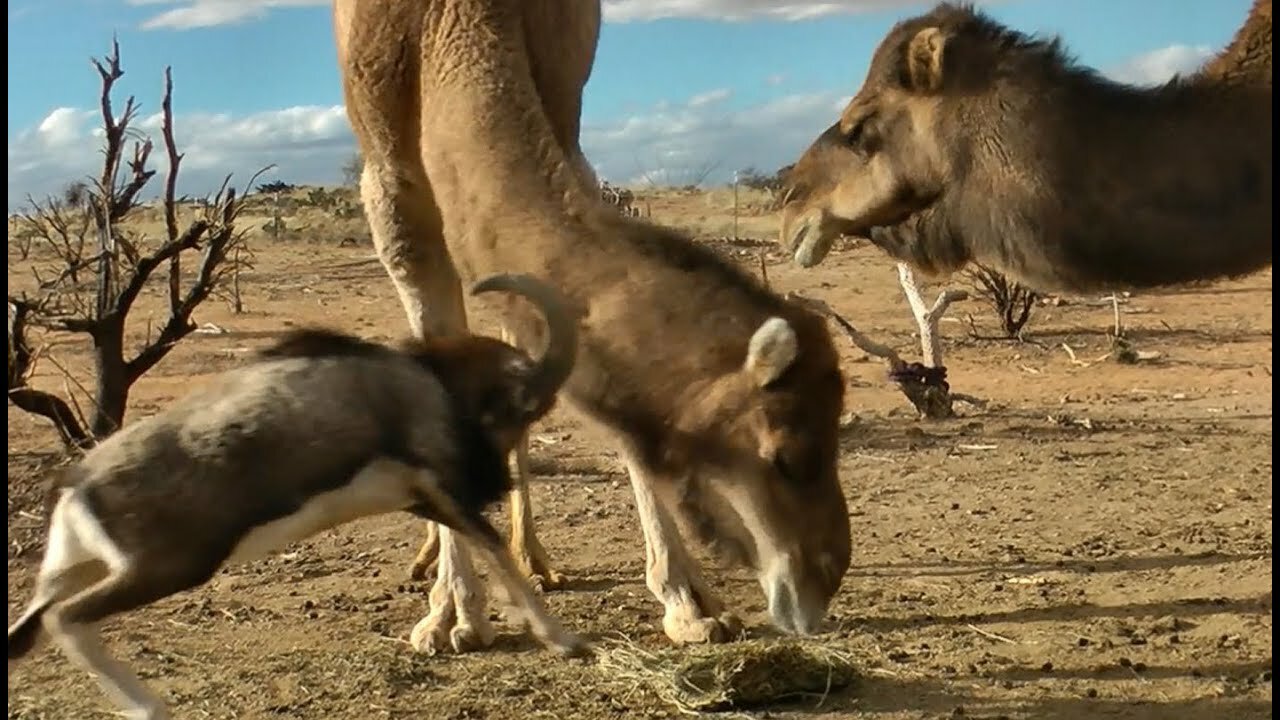 Fearless Ram vs. Big Camels