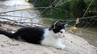 Our Cats #87 #shorts - Cats Jump On & Off Boulder in River