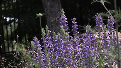 Discover Colorado and explore the highest elevation botanical garden in North America